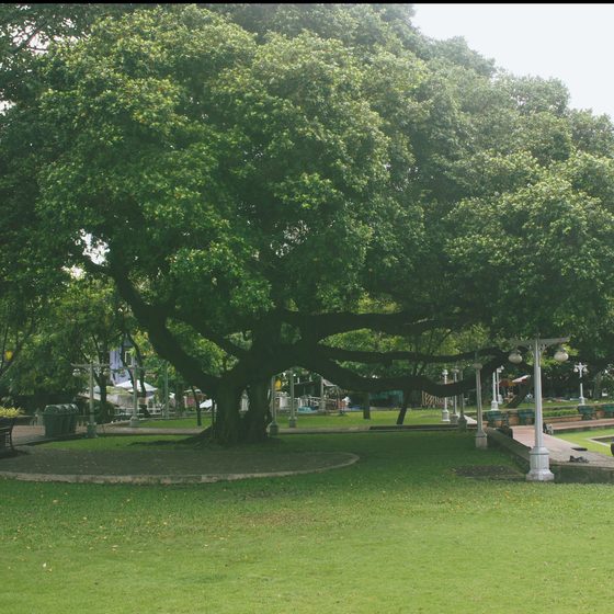 A large shady tree in a Singapore park